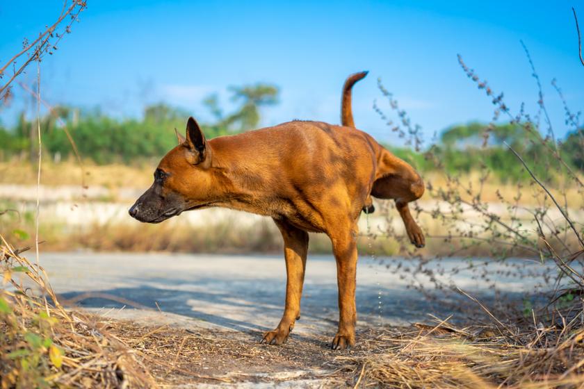 Why Does My Dog Pee on His Front Legs? Potty Buddy Potty Buddy™