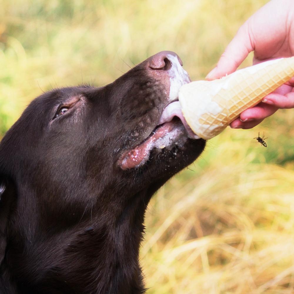 Labrador Retriever Dog breed on the field. Dog running on the green grass. Active dog outdoor.