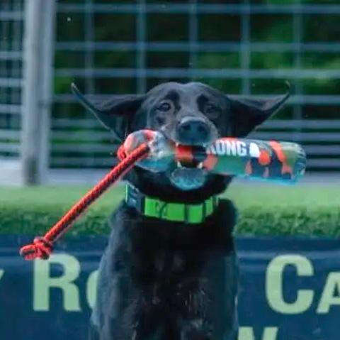 K-9 Nirvana-Alona