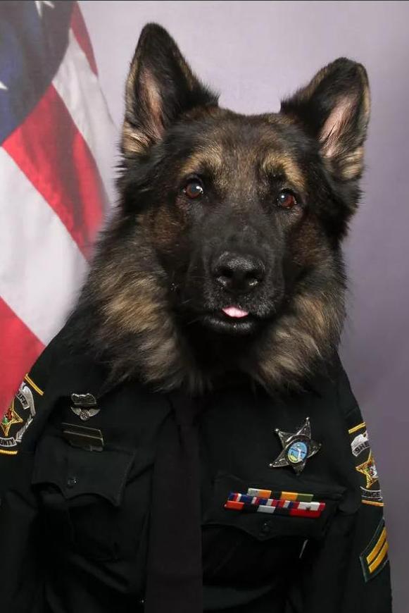 k9 chico in uniform