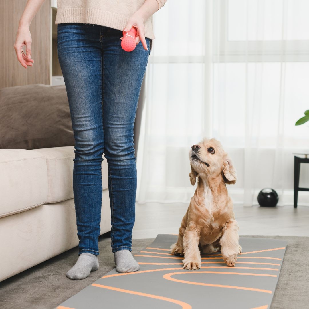 Woman training dog in living room