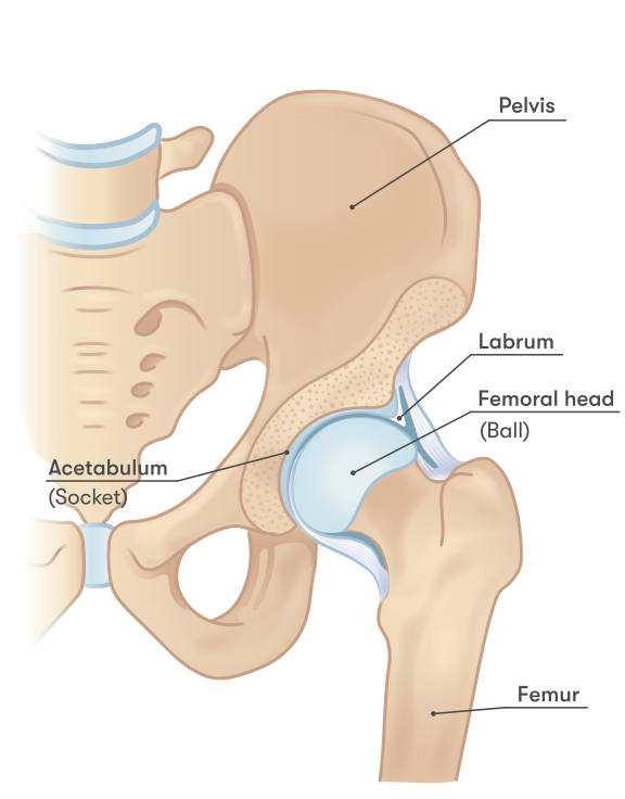 Ball and socket structure of the hip joint.