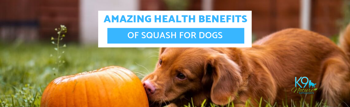 amazing-health-benefits-squash-for-dogs