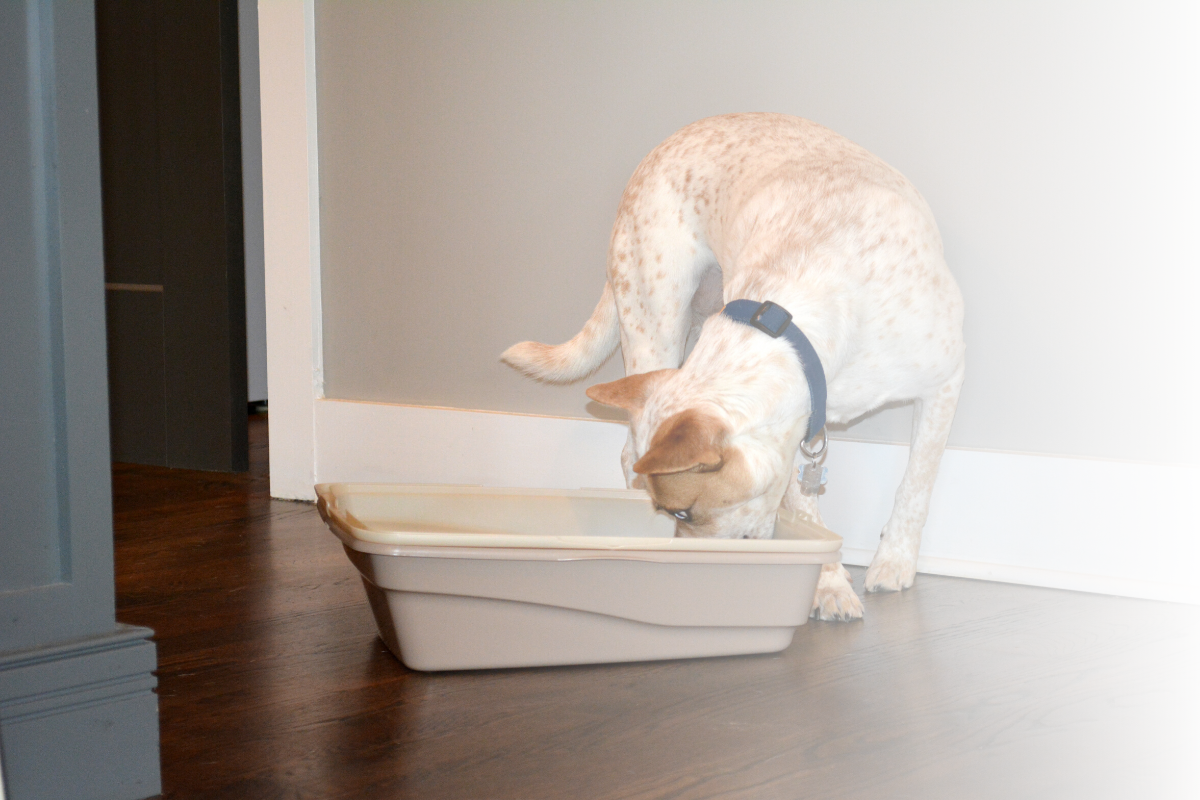why do dogs eat poop from litter box