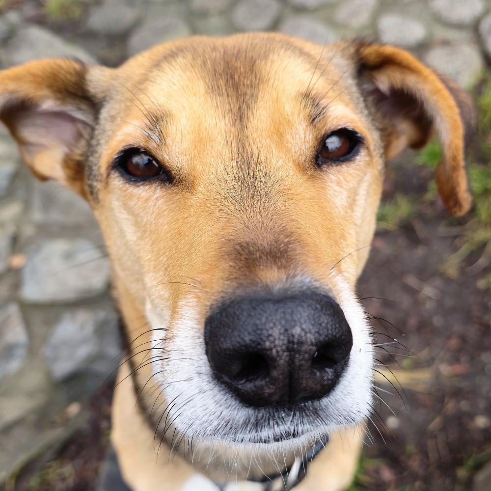 Brown dog with a black nose and brown eyes. doggy is looking at camera