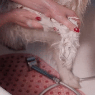 šamponiranje psa