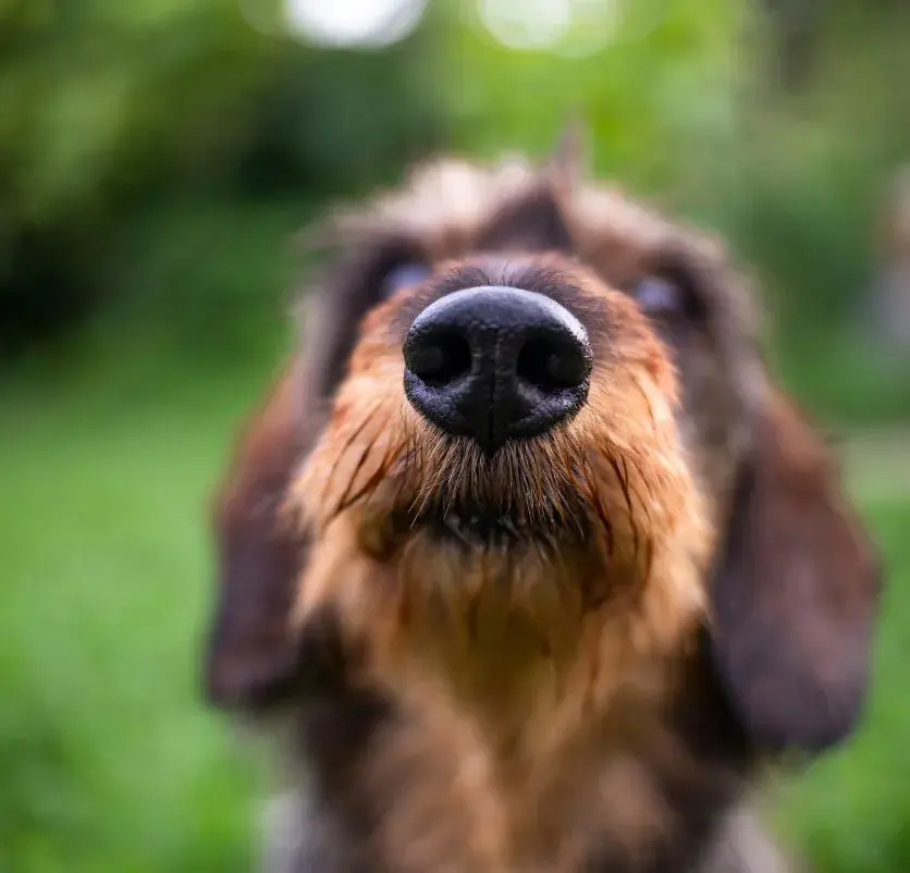 A dachshund looks up at the camera, its nose visible, capturing a moment of curiosity and attentiveness.