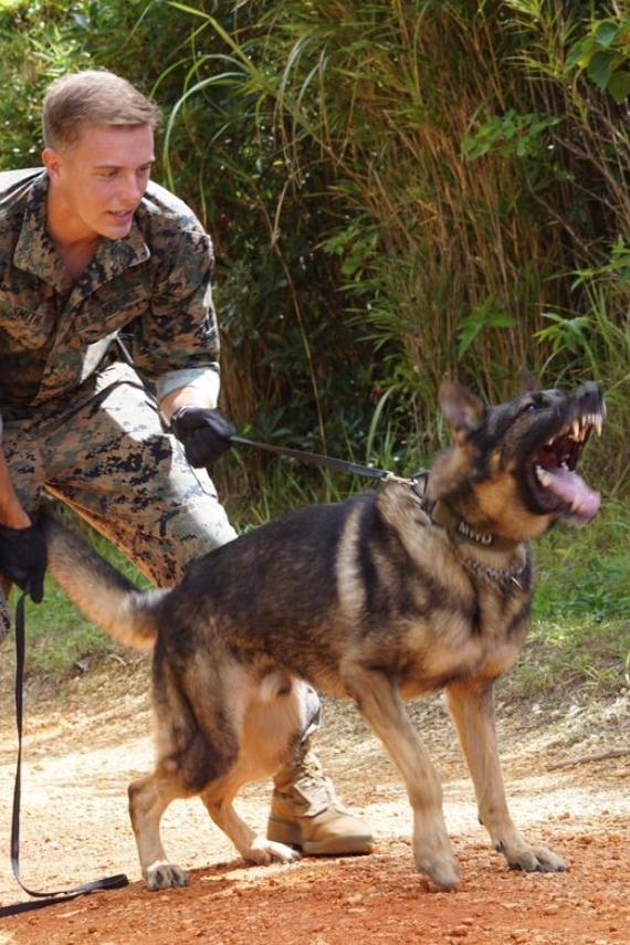 mwd corado and handler