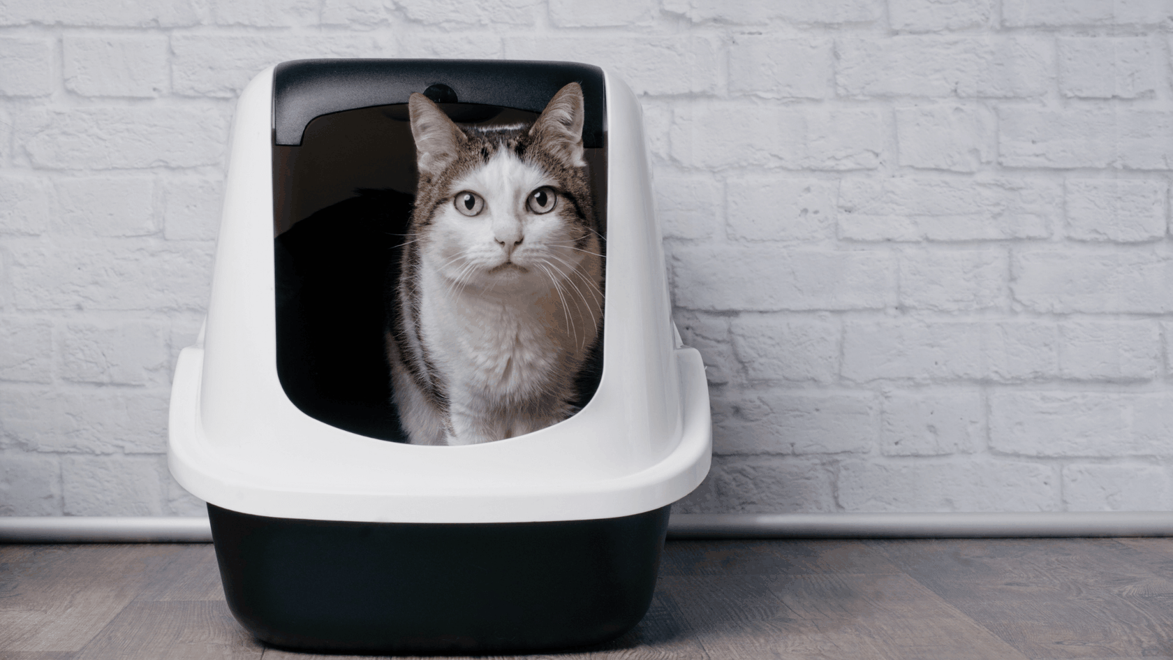 How to Keep Dog Out of Litter Box Door Buddy