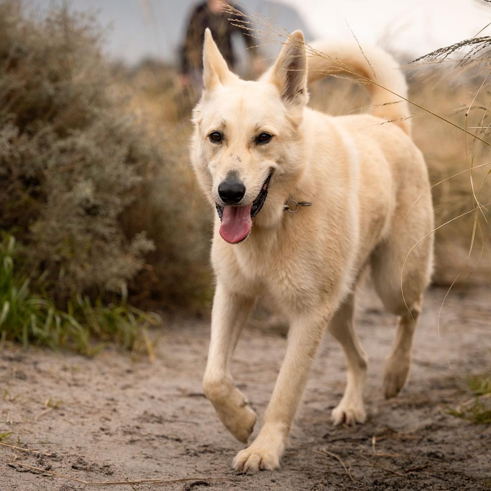 Korean Jindo dog breed standing in shallow water, playing and enjoying the outdoors