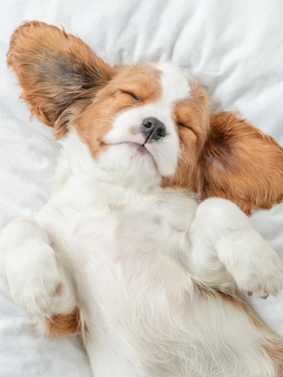 Happy Cavalier King Charles Spaniel puppy sleeps on a bed