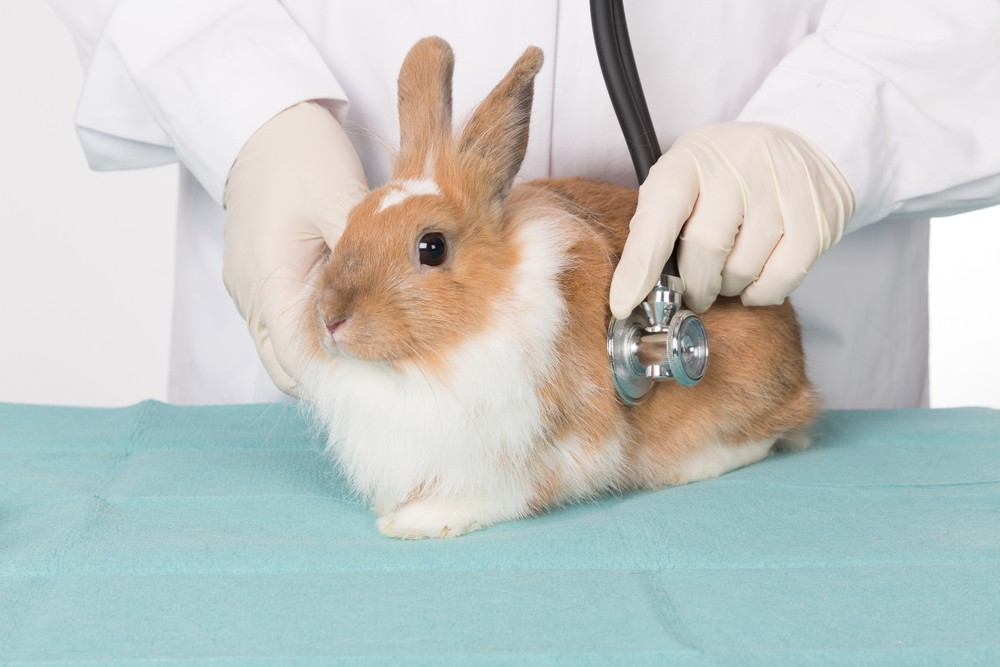 rabbit at the vet