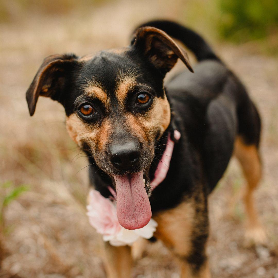 Dog looking at camera with tongue hanging out