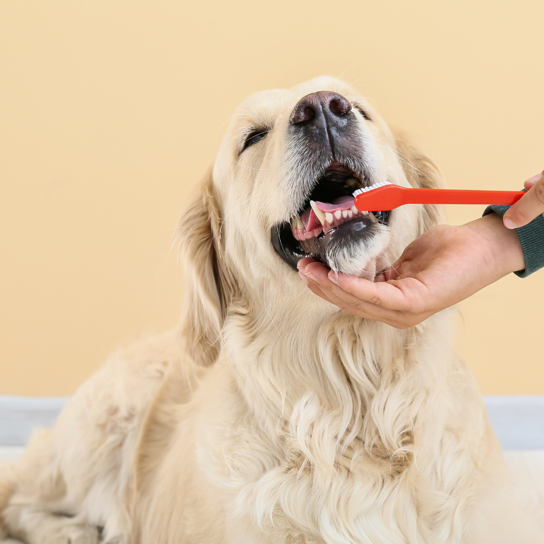 kako psu oprati zube