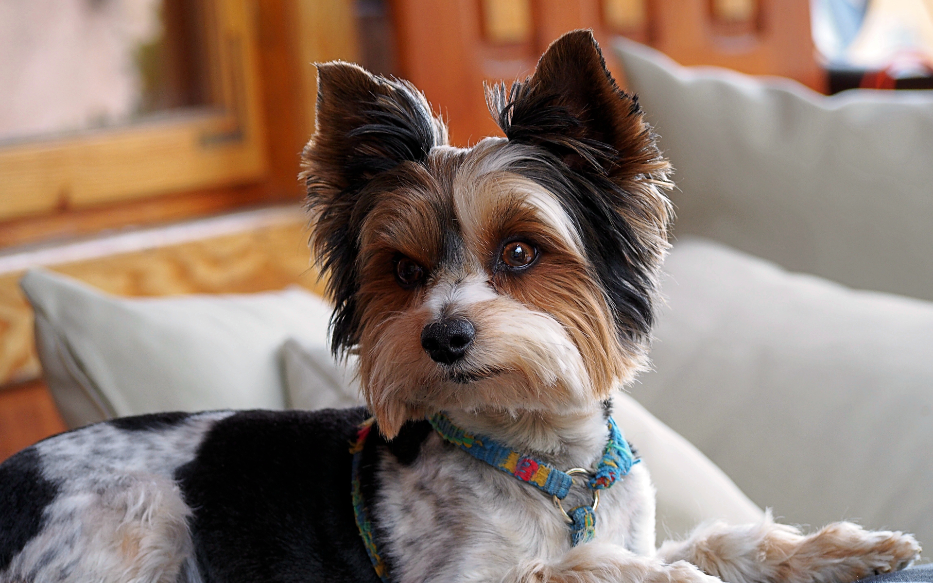 Biewer puppy on the sofa