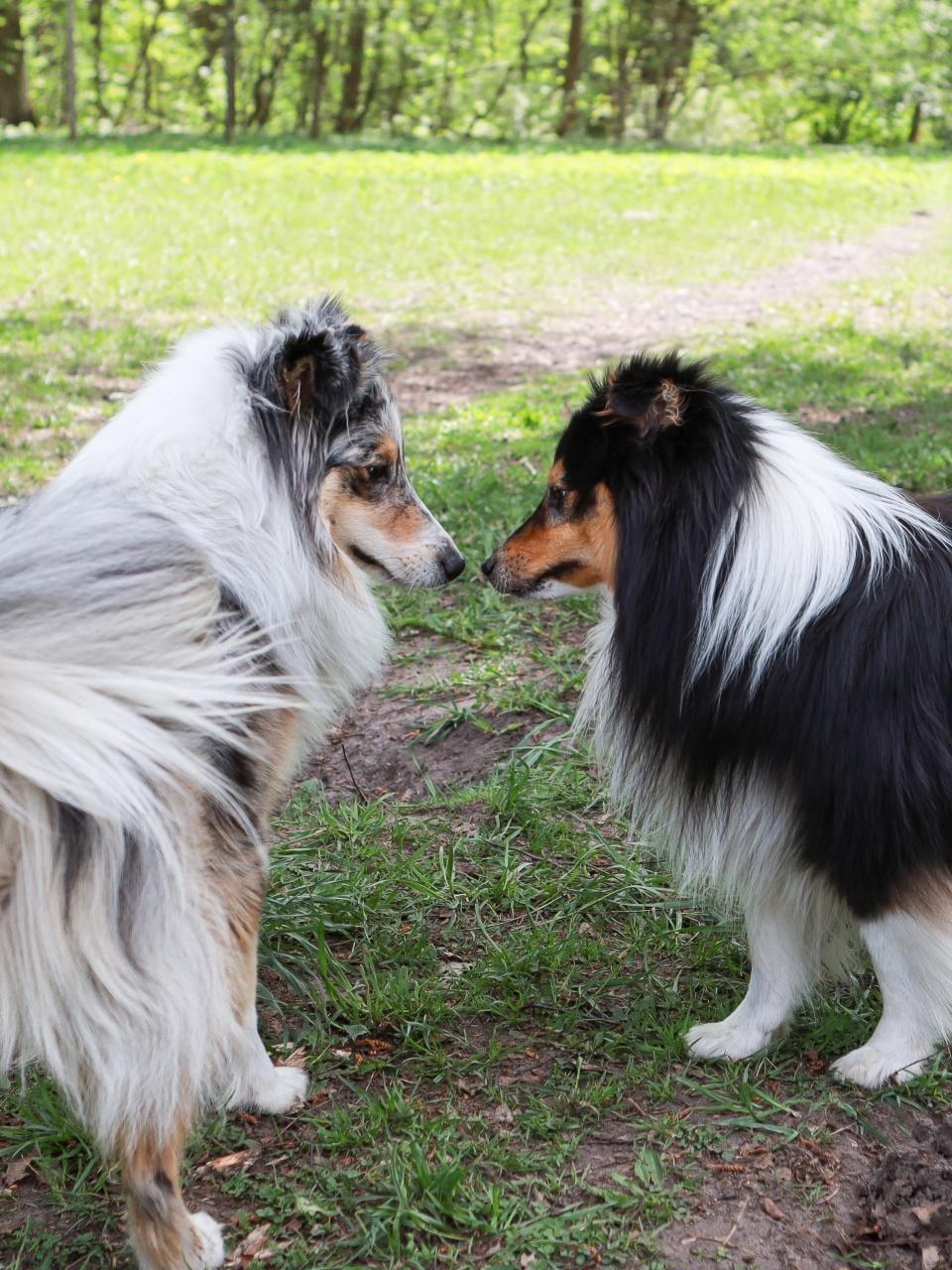 Two fluffy dogs face each other nose-to-nose in a sunny grassy park.