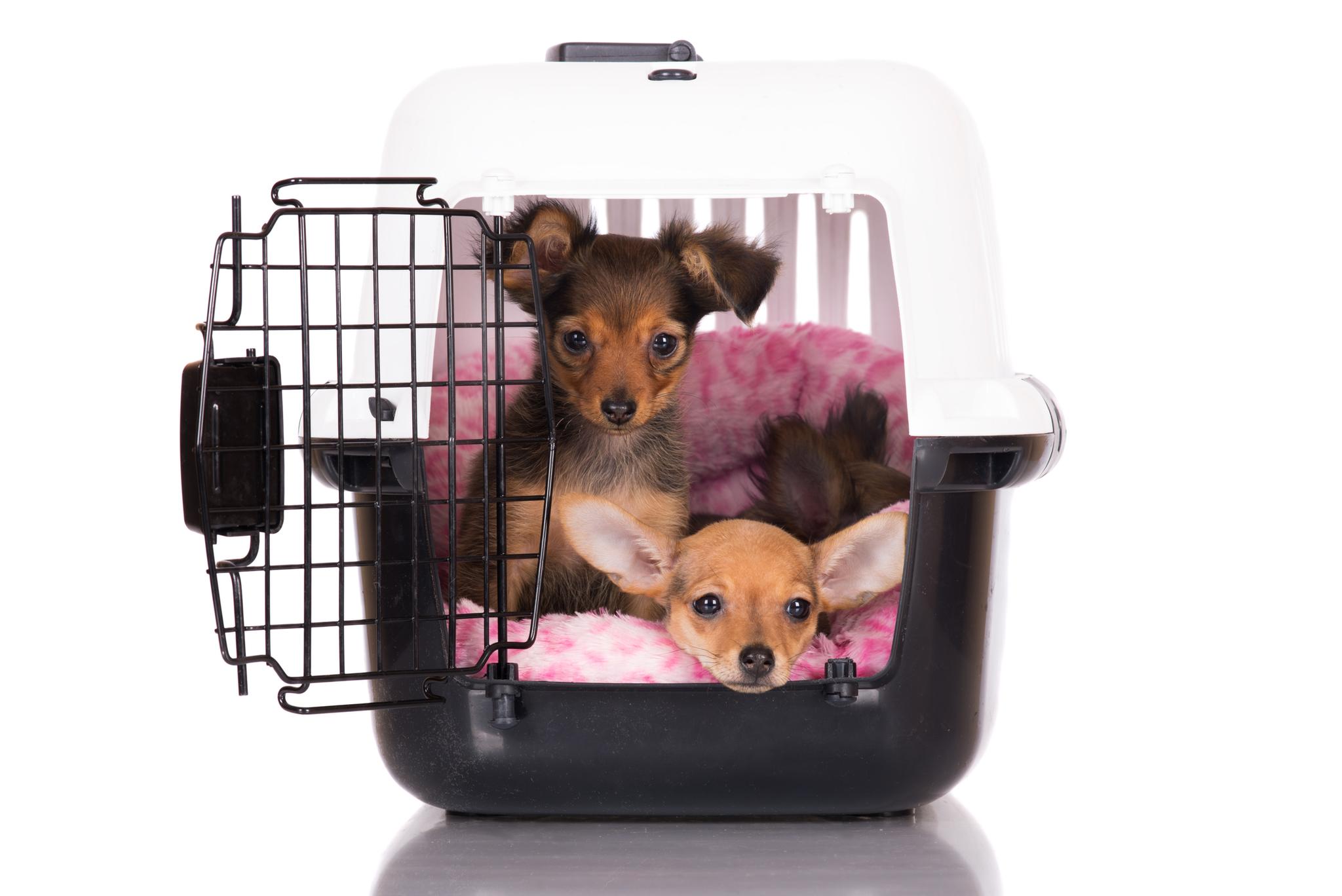 How to Make Crate Training Easier 4Knines®