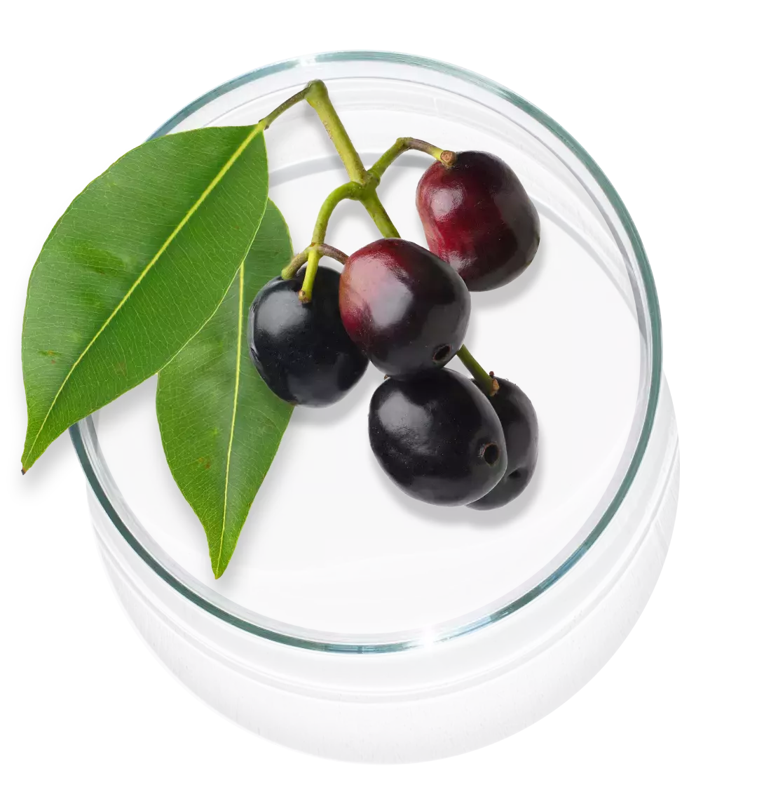 The image shows Apricot which is one of the ingredients in Cleanser