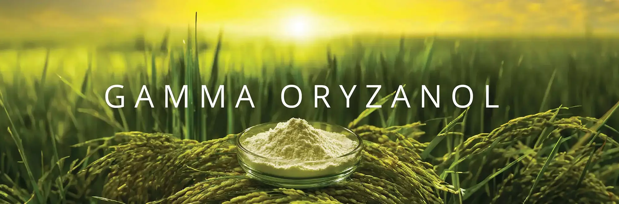 Gamma Oryzanol