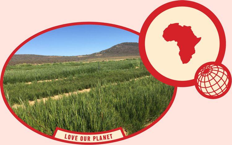rooibos rocks harvesting love our planet