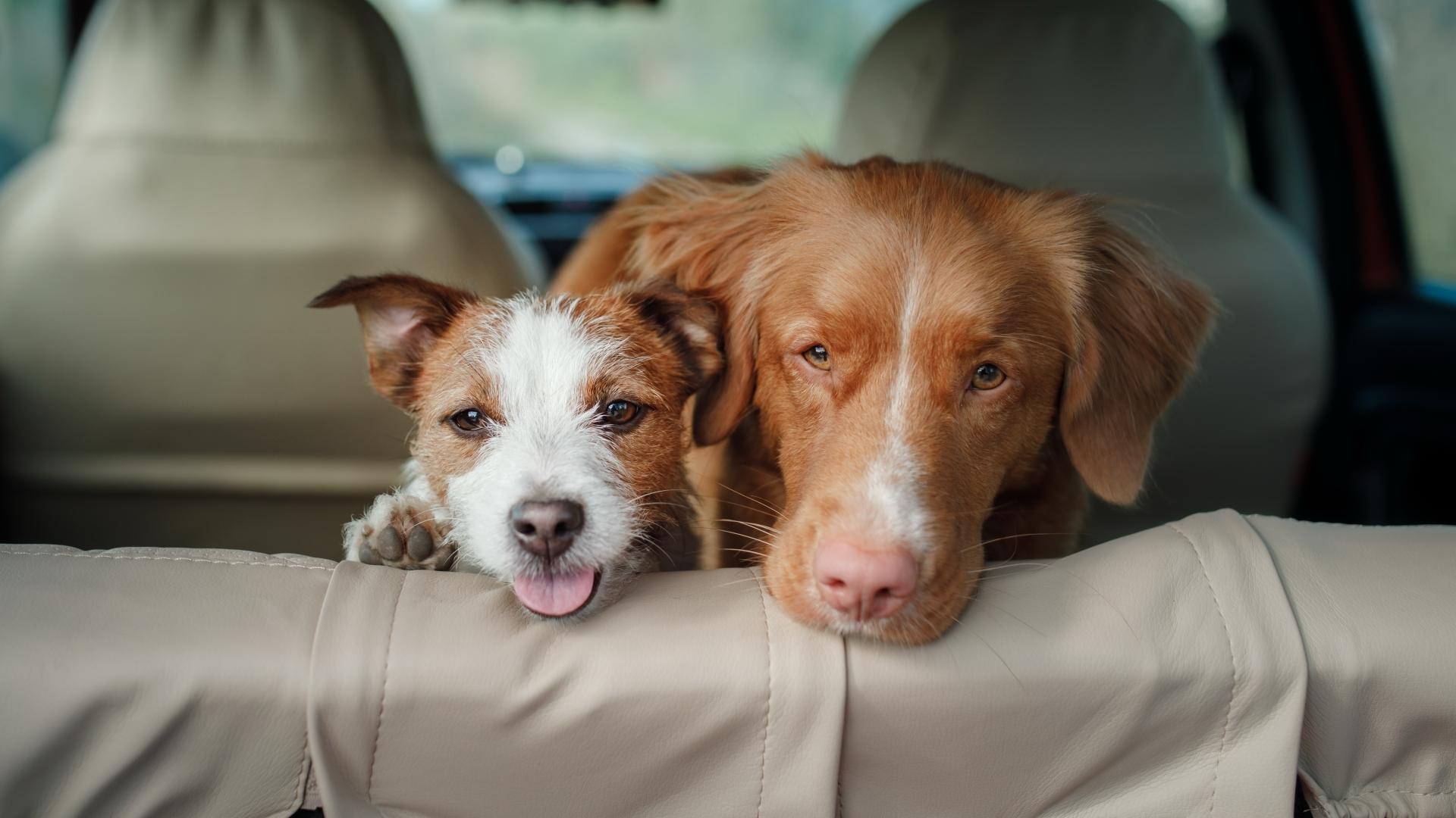 two happy dogs in the car peep out.