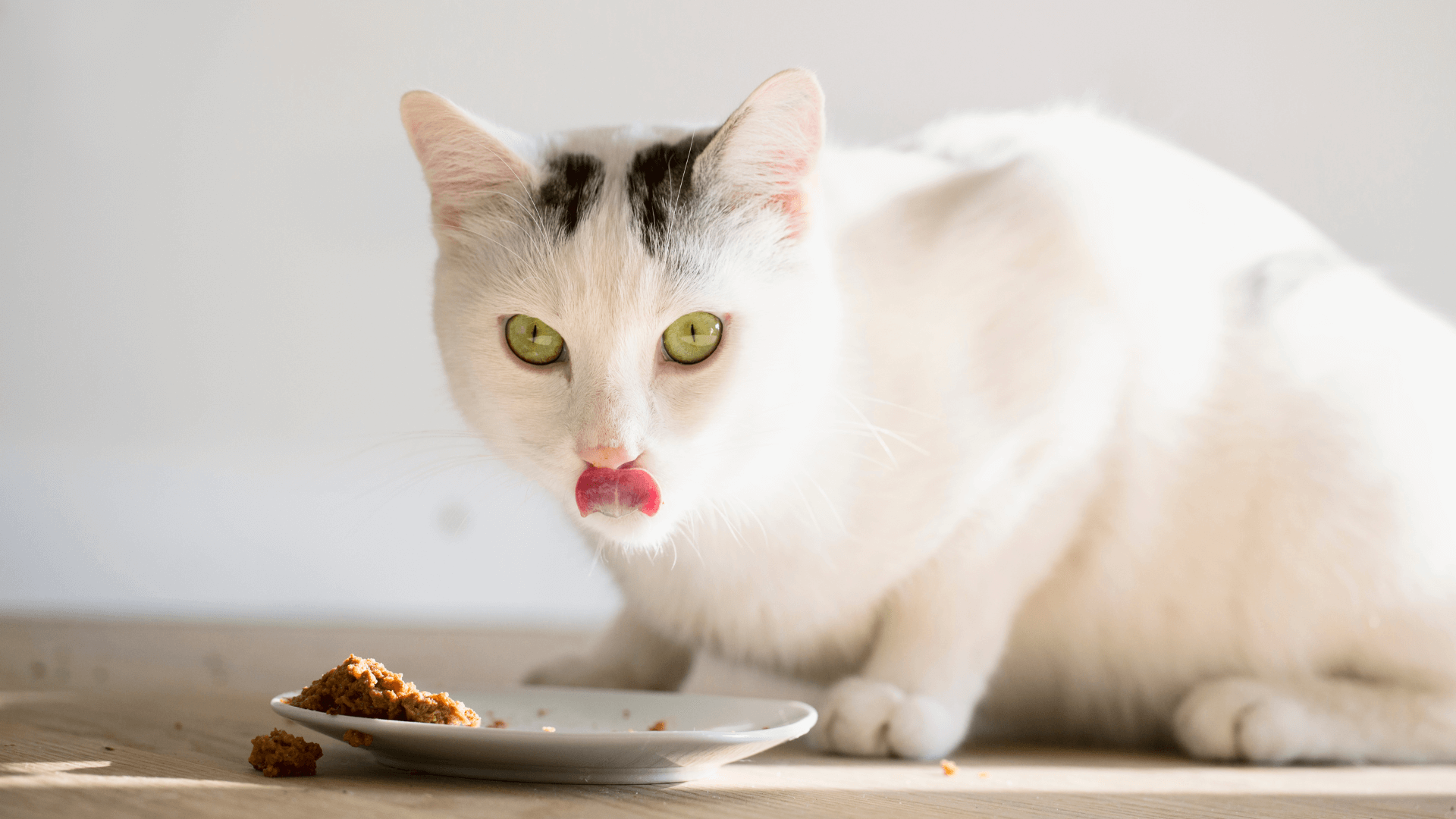 Are Cat Probiotics Worth It? – Door Buddy