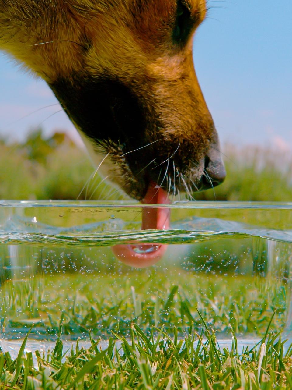 Dog drinking water from a glass bowl placed on a grassy garden lawn