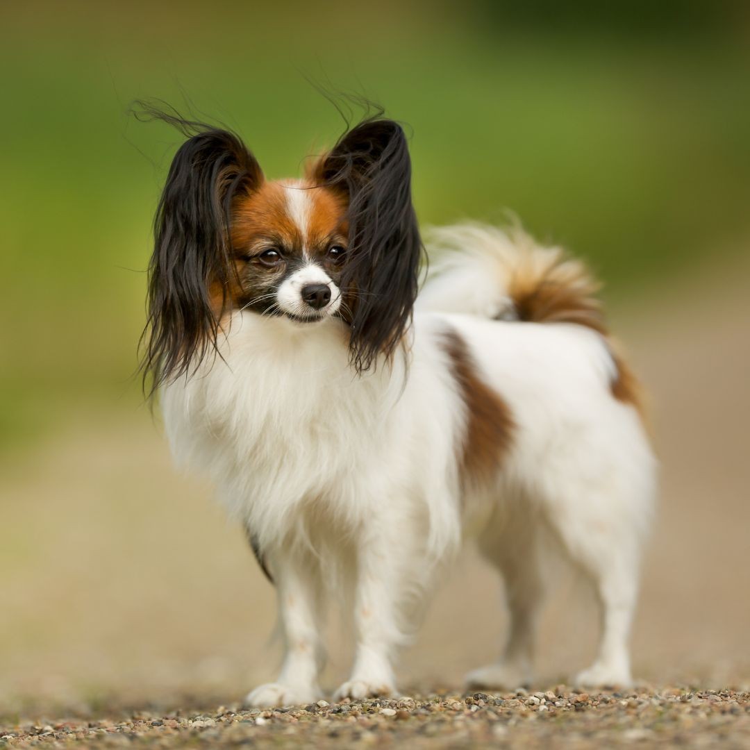 Papillon outdoors in breeze
