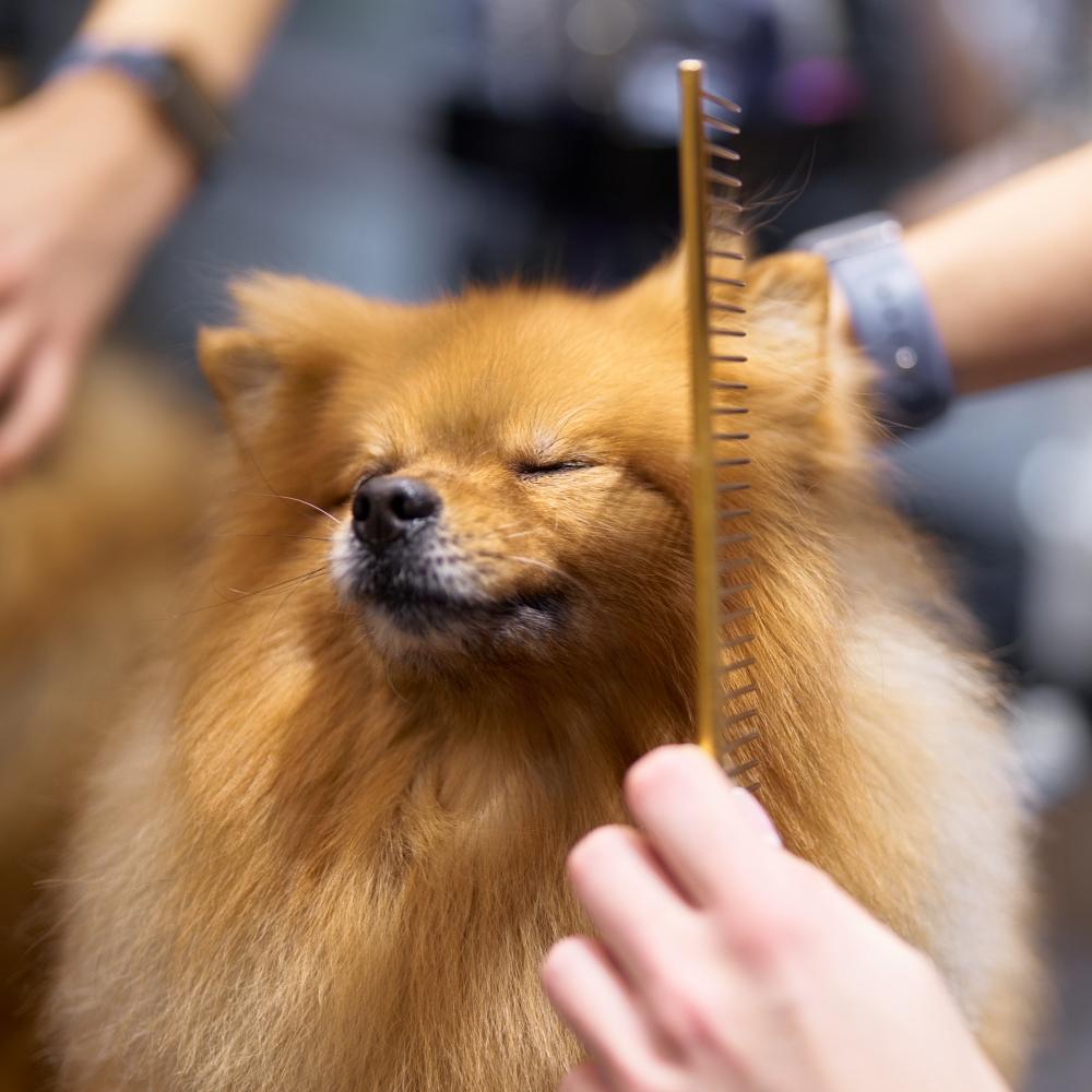 A dog is getting groomed with a comb while relaxing in a pet salon