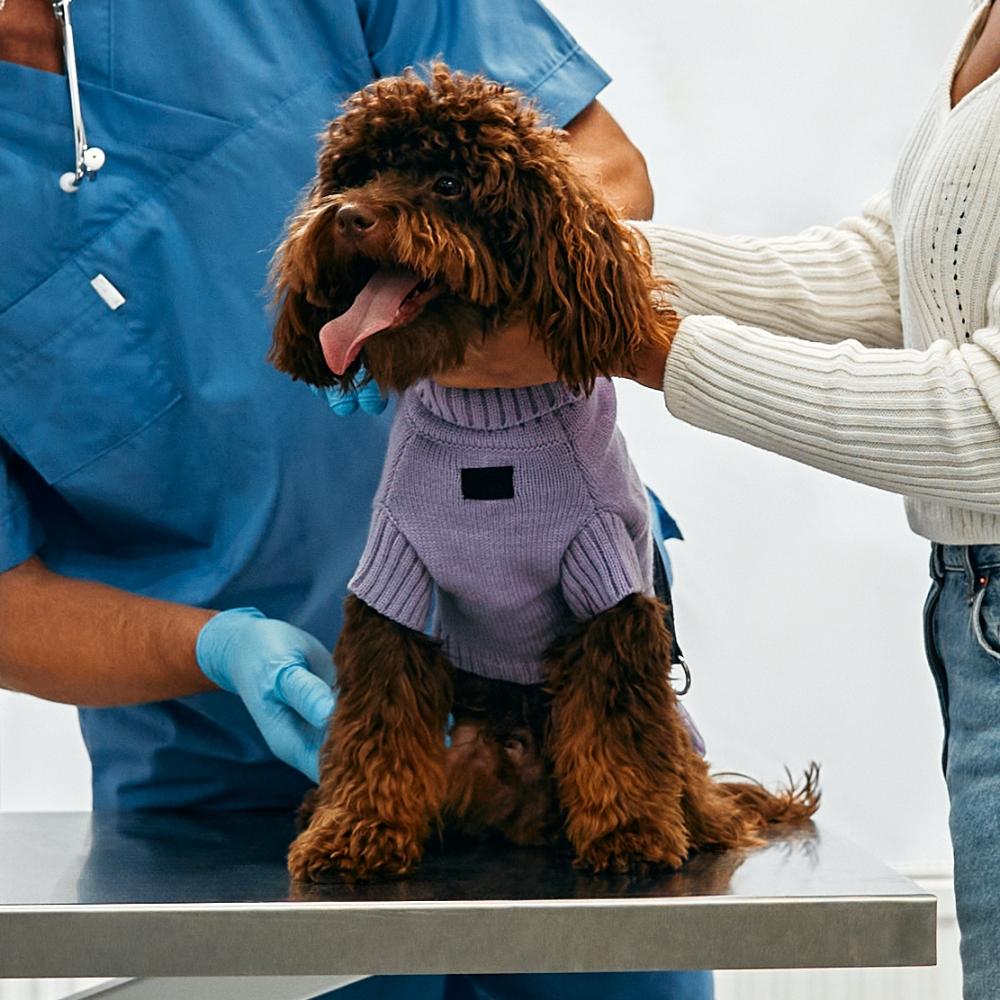 Animals for examination and treatment in the veterinary clinic