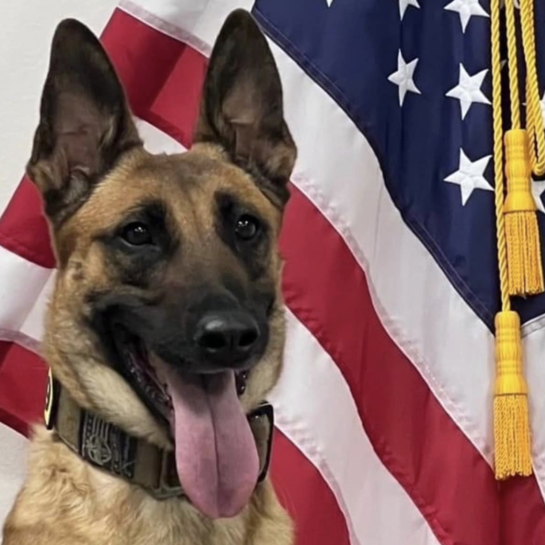 K9 Furia
