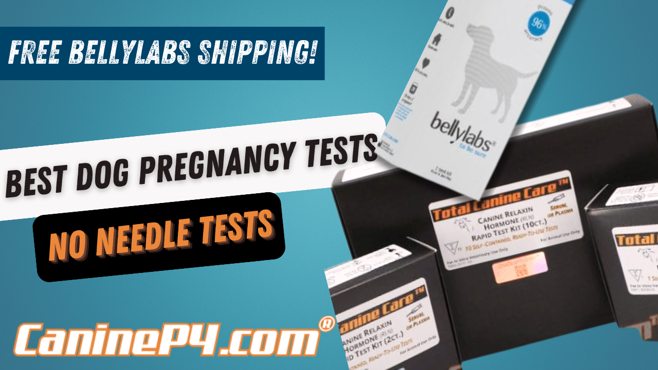dog-pregnancy-test