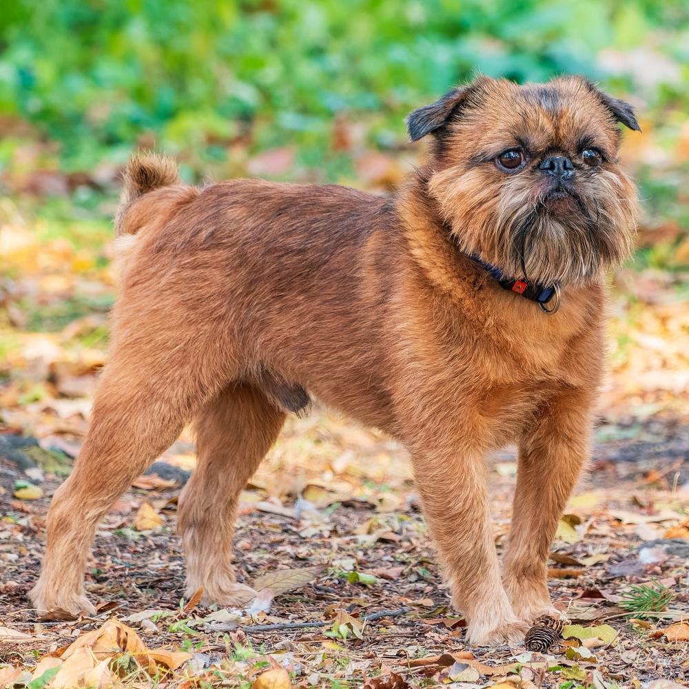 Brussels Griffon dog