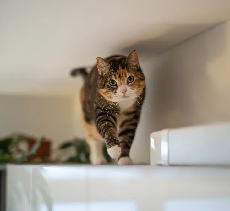 A cat walking gracefully on a white shelf, showcasing its sleek fur and curious demeanor.