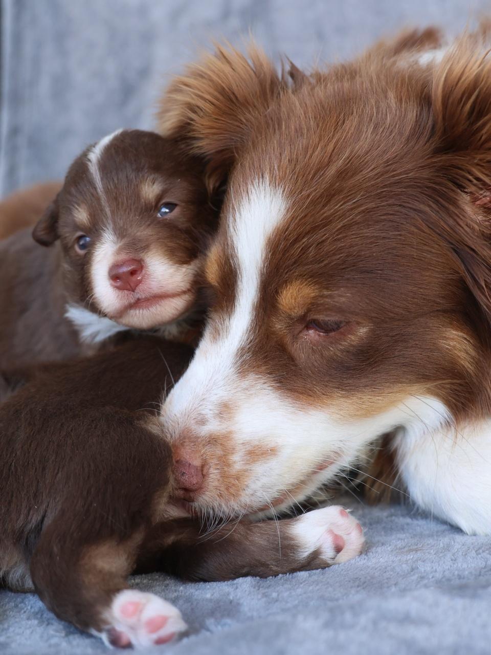 Mother dog and her newborn puppies. Location in Timor Leste. March 01, 2024