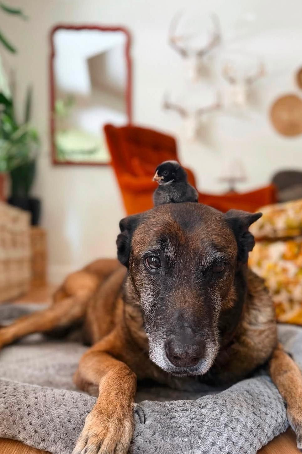 mpc chico with a bird on his head
