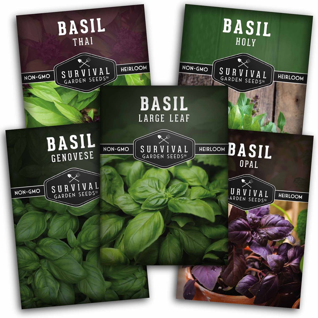Basil Collection - 5 packs of heirloom basil seeds