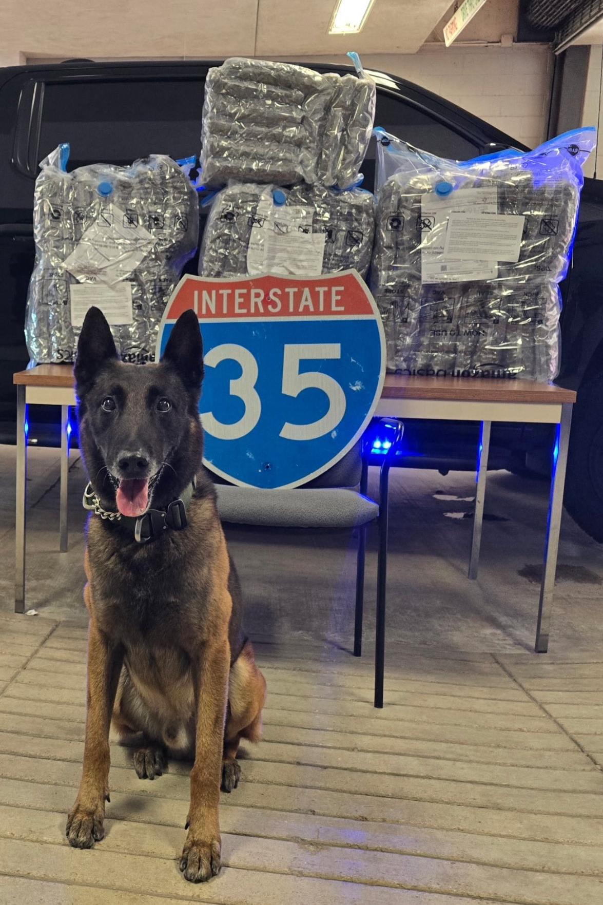 k9 kato