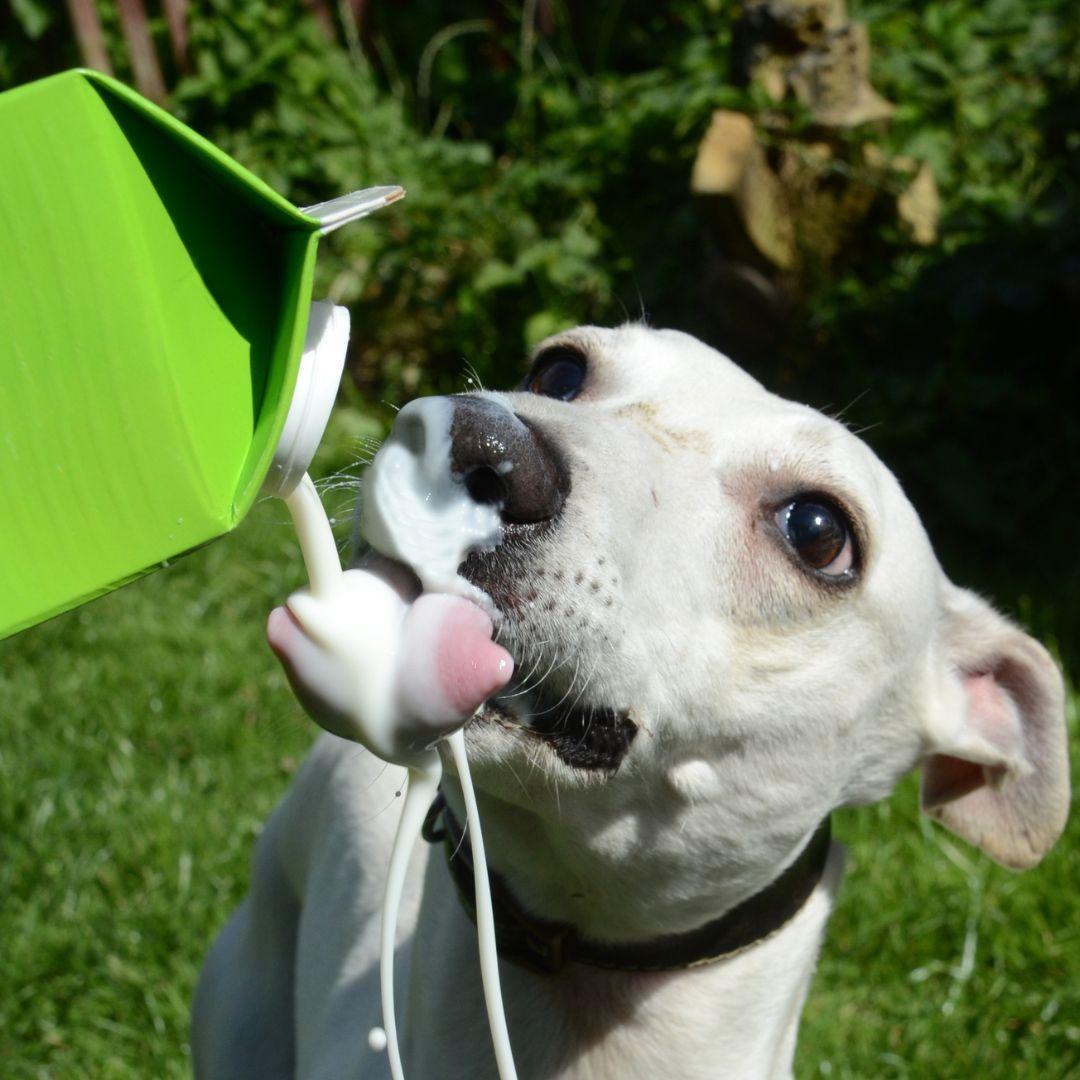 Dog lapping milk from carton