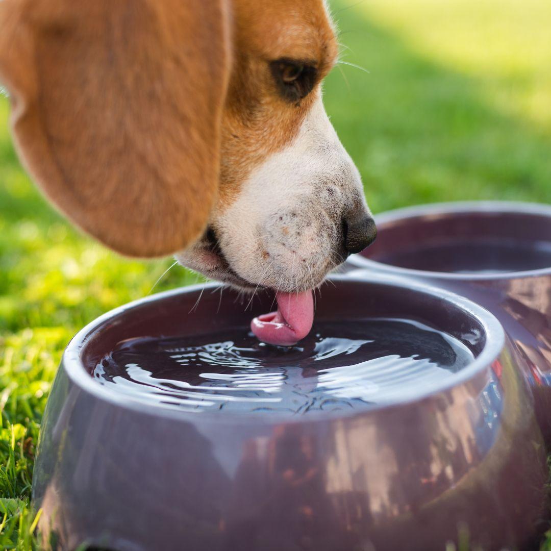 Beagle drinking from waterbowl