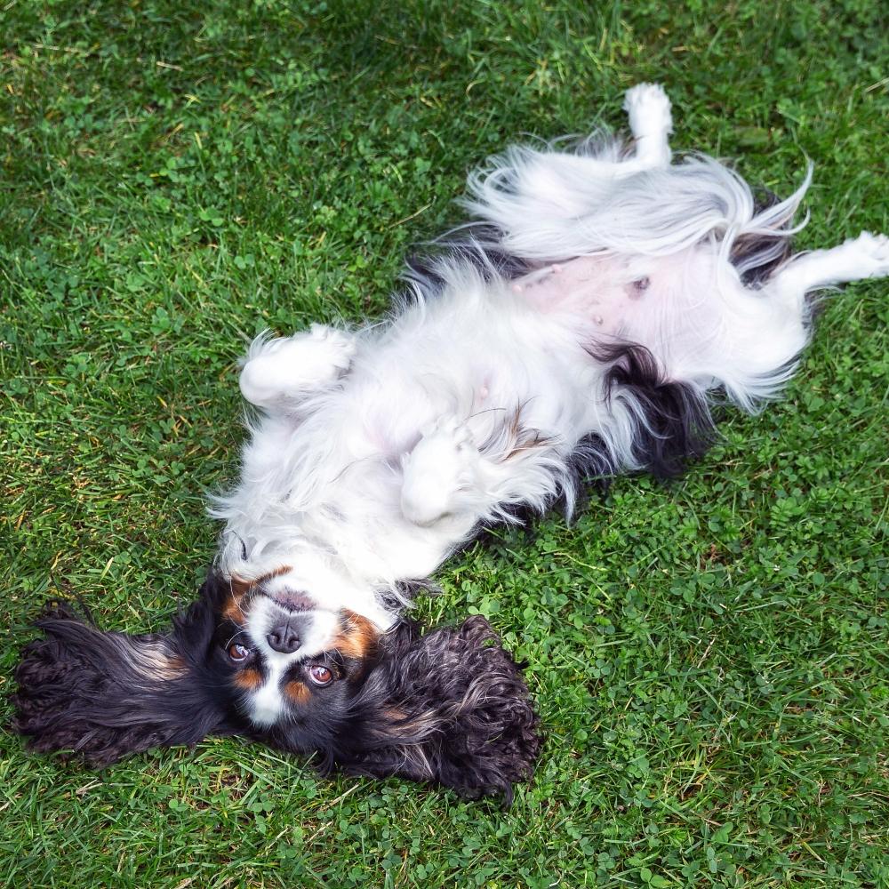 Happy dog lying upside down and fooling around