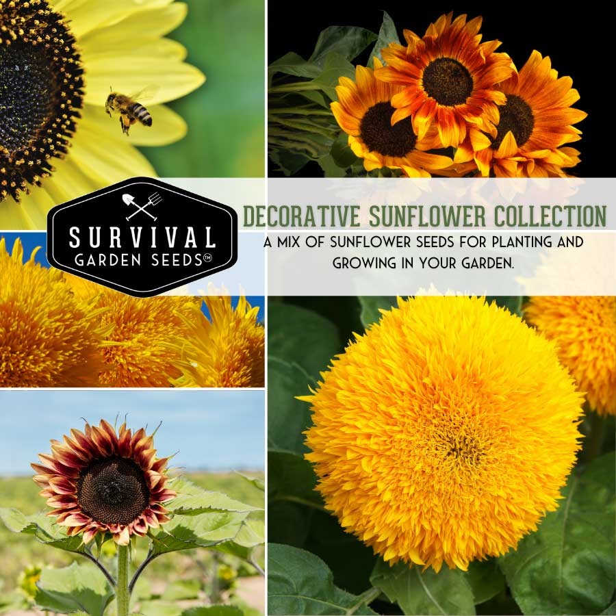Decorative Sunflower Collection - 3 Varieties of colorful sunflowers