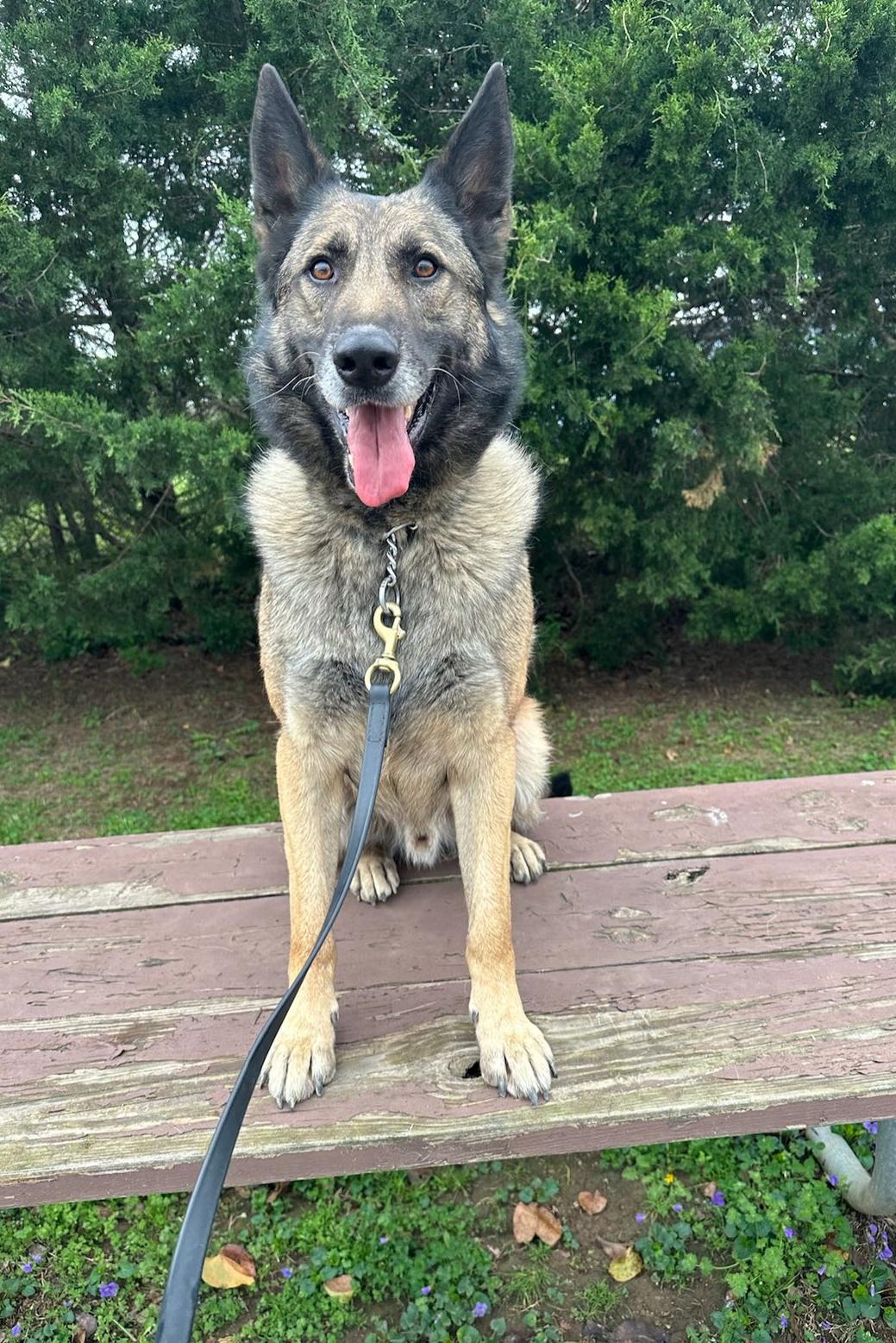 k9 jack