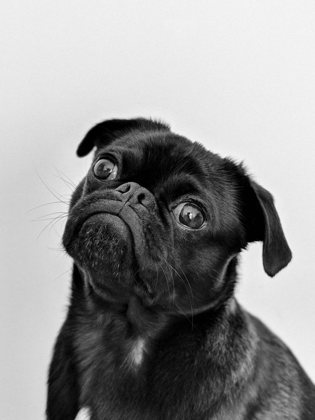 Pug