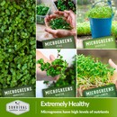 Microgreens have high levels of nutrients