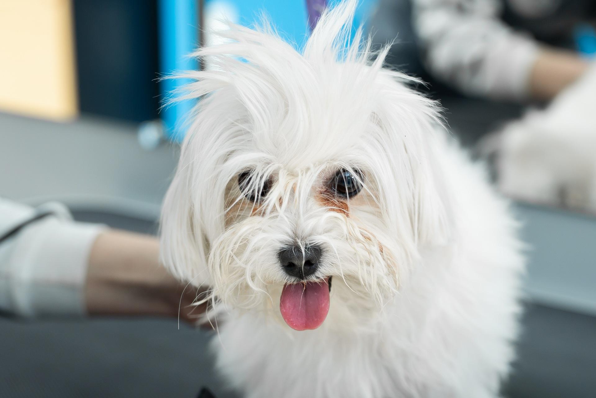 Havanese Puppy at the groomers