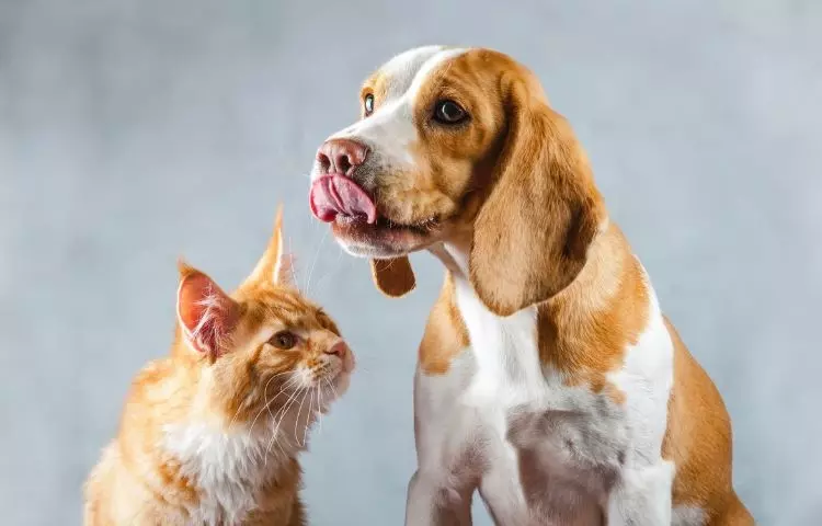 how to introduce cats and dogs