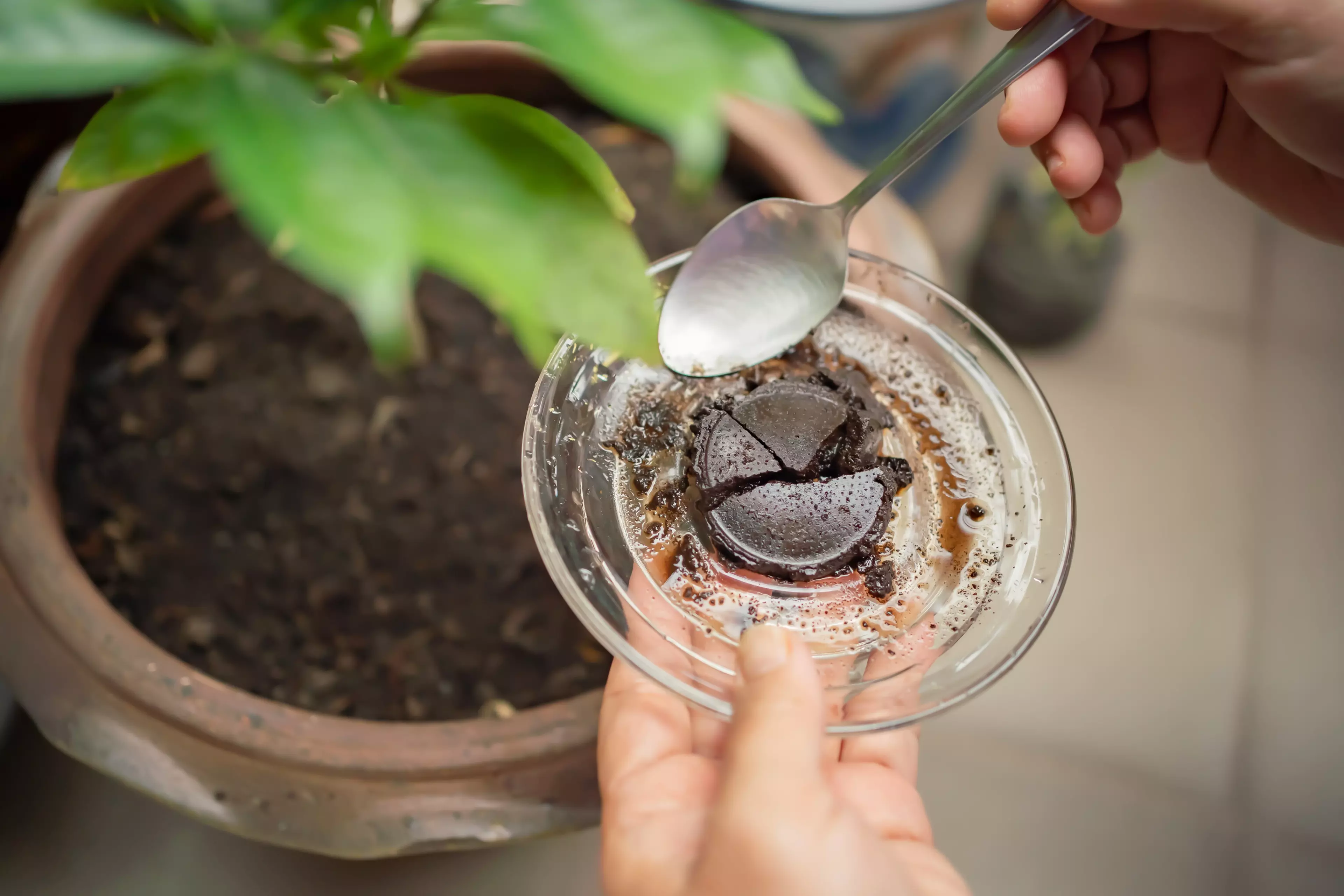 Used coffee grounds and puck in a glass dish being prepared as natural fertilizer for a potted plant.
