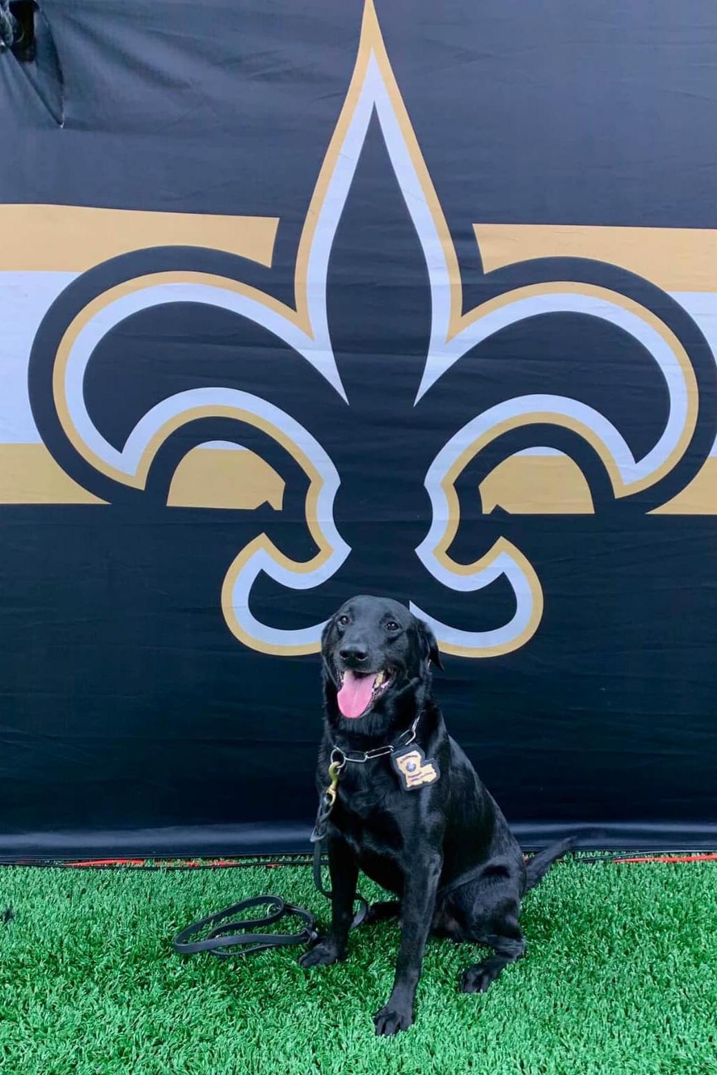 k9 jimmy with the fleur de lis