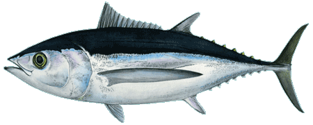 wild Icelandic tuna